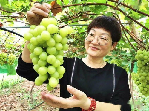 襄州培優培厚農業土壤，推進農業高質量發展助力谷物銷售提升